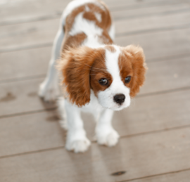 Cavalier King Charles Spaniel Puppies For Sale - Windy City Pups
